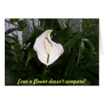 lily, Even a flower doesn't compare! cards