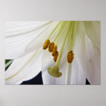 Lily Flower Macro poster print