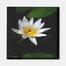 Lily Flower Magnet