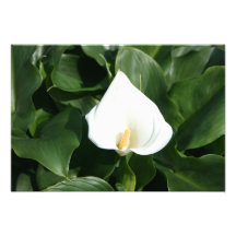 Lily growing at Calla Lily Plantation, Taiwan Photo Art