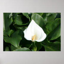 Lily growing at Calla Lily Plantation, Taiwan Posters
