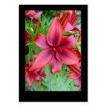 Lily - Iridescent Red (Luke 12:15) Tract Cards / Business Card