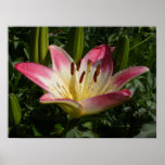 Lily 'Lollipop' 72 ~ print