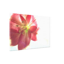 Lily of Nepal Canvas Prints