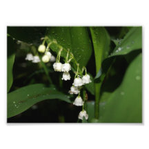 Lily of the Valley 5x7 Photographic Print