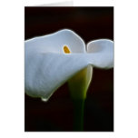 Lily of the Valley and meaning Cards