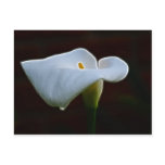 Lily of the Valley and meaning postcards