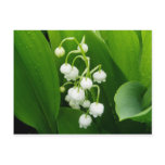 Lily-of-the-Valley Post Card