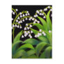 Lily of the Valley