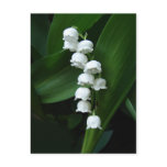 Lily of the Valley postcard