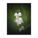 Lily-Of-The_Valley Postcard