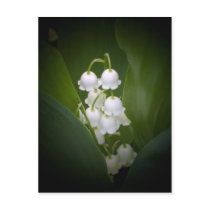 Lily-Of-The_Valley Postcard