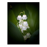 Lily-Of-The_Valley Postcard