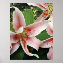 Lily Oriental Poster