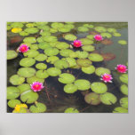 lily pad canvas print