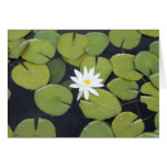 lily pad cards