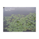 Lily Pad Postcard