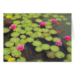 lily pad with pink flowers cards