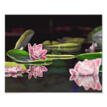Lily Pads Art Photo