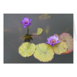 Lily Pads cards