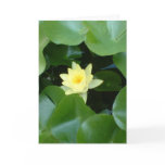 Lily Pad's First Bloom Card