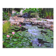 Lily Pads in a Creek Photograph