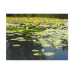 lily pads on a pond with yellow flowers post card