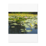 lily pads on a pond with yellow flowers post cards