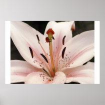 Lily Pet Print
