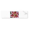 lily,pinky lily 2 bumper stickers