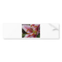 lily,pinky lily 3 bumper stickers