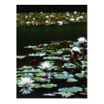 Lily Pond Post Card