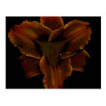 Lily Post Card