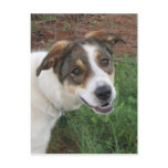 Lily Post Cards