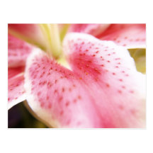 Lily Postcard