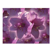 Lily Postcard