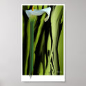Lily Poster posters