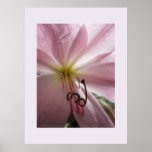 Lily Plakate