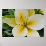 Lily posters