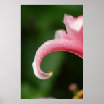 Lily Poster - Canvas