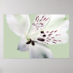 Lily Print
