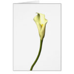 Lily  Single Calla Lily flower on white background Cards