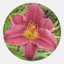 Lily Sticker