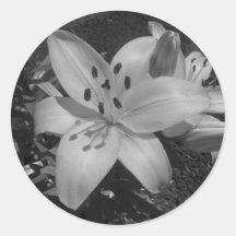 Lily Stickers