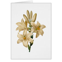Lily Sympathy Greeting Card