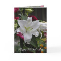 Lily White Mother's Day cards