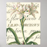 Lily with calligraphic detail posters