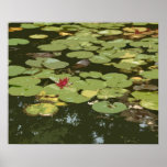 Lilypad # 3 Impressionism art Print