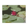 Lilypads Impressionism Art Postcards