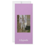 Lilypads
